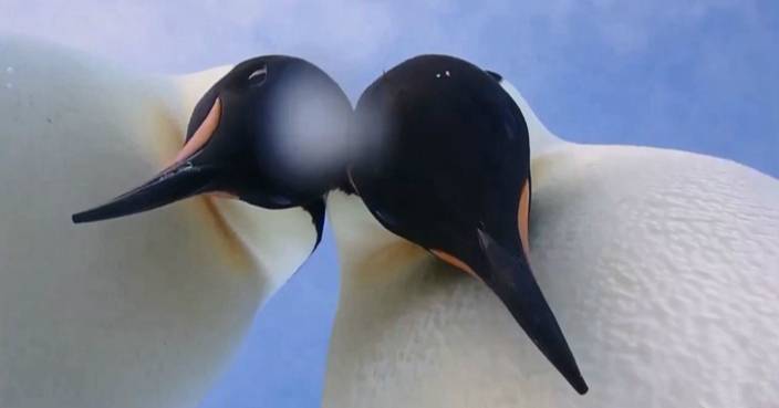 萌爆企鵝玩「自拍」 低炒角度影出雙下巴