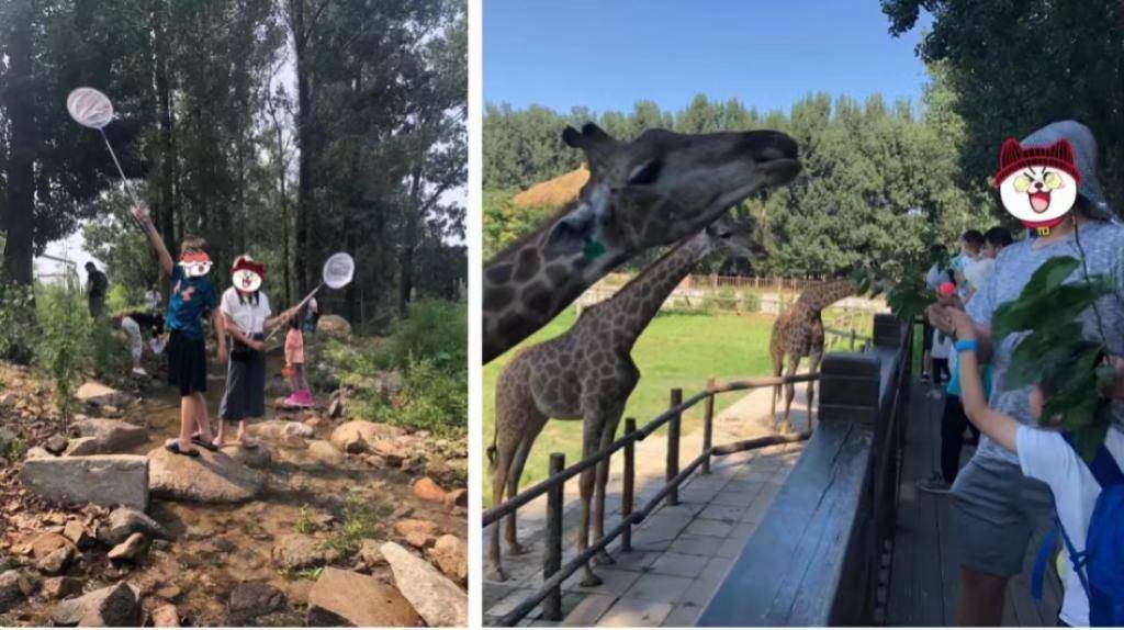 左:雨可家的老二、老三參加北京的營火蟲奇珍異獸動物團;右:北京的生活豐富多彩,雨可想讓更多香港的朋友看到