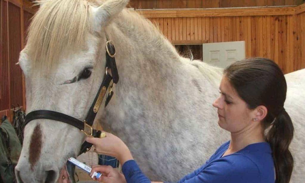 The staff is taking ivermectin for horses. The Horse Staff image