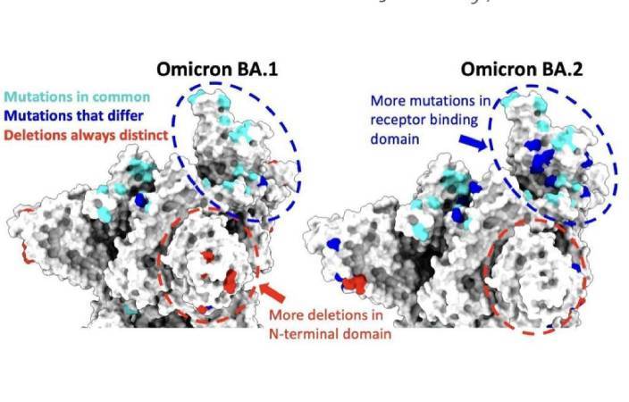 Omicron變種病毒「BA.1」和「BA.2」的比較。