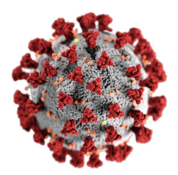 新冠病毒的表面有很多突起的棘突蛋白。