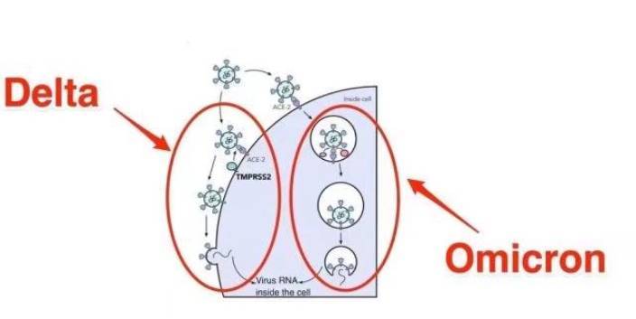Omicron奧密克戎病毒(右)入侵細胞的方式，與Delta德爾塔(左)入侵方式不同。