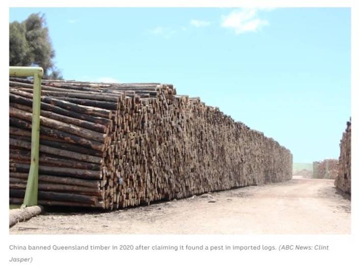 澳大利亞當地囤積的木材 圖源：ABC新聞