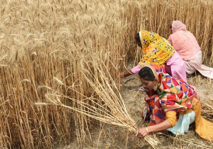 今年4月，印度民眾在田裡收割小麥。