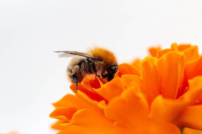 在花叢漫天飛舞傳粉的小蜜蜂，是地球生態平衡的守護者。