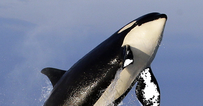 Group sues to expand protected orca habitat along West Coast