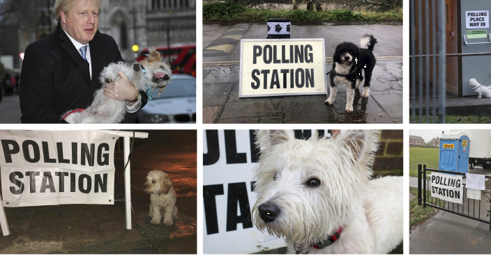 Election going to the dogs: Polling station pooches trending