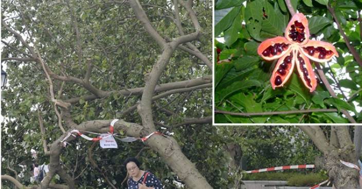 「山竹」過境吹倒滿街樹 樹木專家倡應植風鈴木假蘋婆