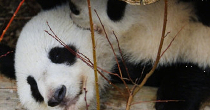 首對海外出生大熊貓龍鳳胎回歸中國