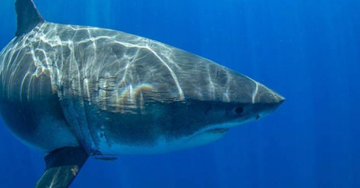 被發現啃食抹香鯨殘骸 全球最巨大白鯊疑懷孕