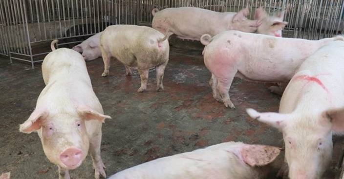 廣西首爆非洲豬瘟近千隻豬死 全國僅剩5省區未現疫情