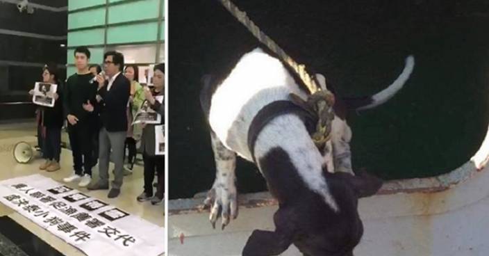 泰國狗誤闖貨船來港遭處決 團體斥漁護署「醜出國際」促交代