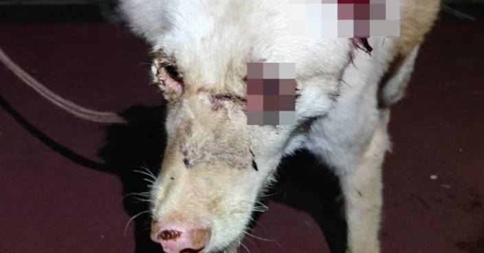 唐狗女遭剪耳插眼骨折 32歲男子涉領養後施虐被捕