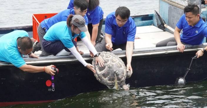 擱淺海龜治理一年傷癒回歸大海 海洋公園籲減塑保海洋生物