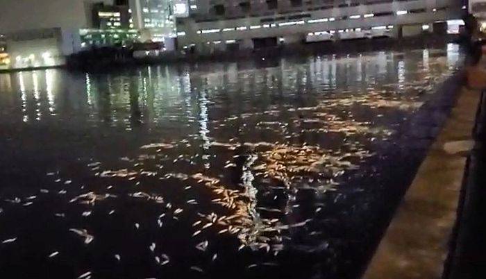 觀塘海濱漂浮數千死魚疑雨水渠毒污水肇禍