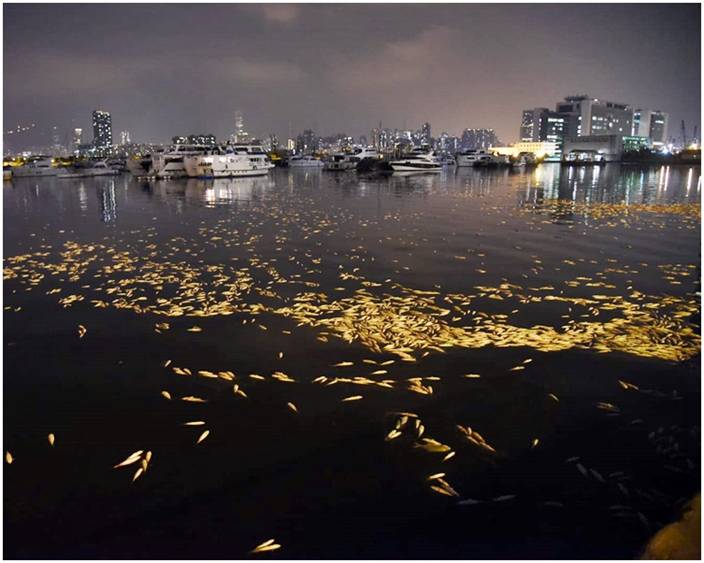 觀塘海濱漂浮數千死魚疑雨水渠毒污水肇禍
