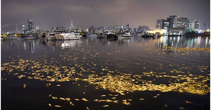 觀塘海濱驚現大量死魚  部分腐爛傳惡臭