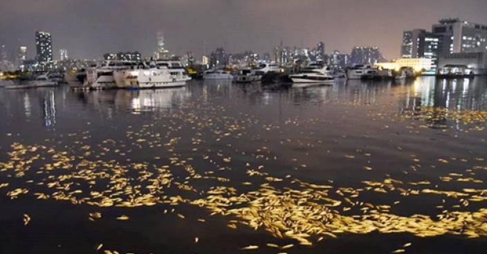 觀塘海濱漂浮數千死魚 疑雨水渠毒污水肇禍