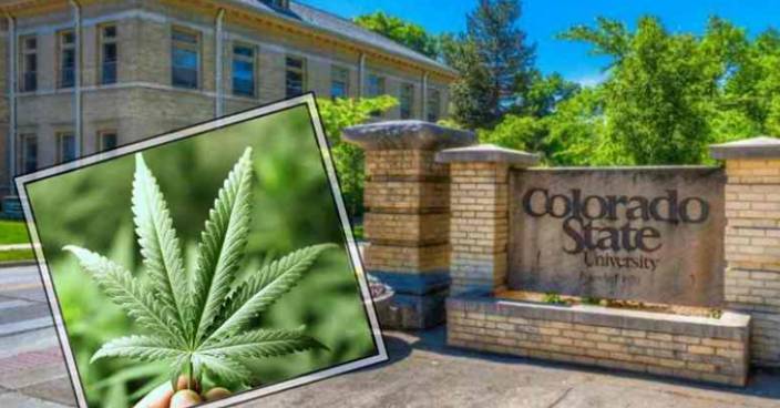 科羅拉多州立大學開新課程 專門研究大麻