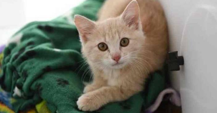 全球首宗個案 比利時家貓從主人感染新冠肺炎