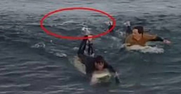 澳洲衝浪遇鯊魚襲擊 法國泳客連環拳保命