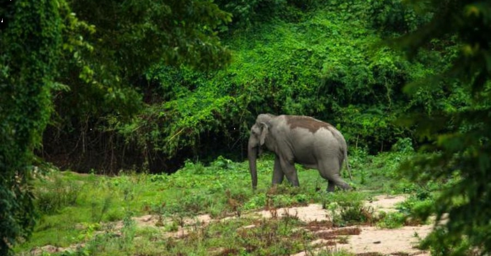 疫情下關閉令自然資源復甦 泰國家公園擬每年閉園3個月