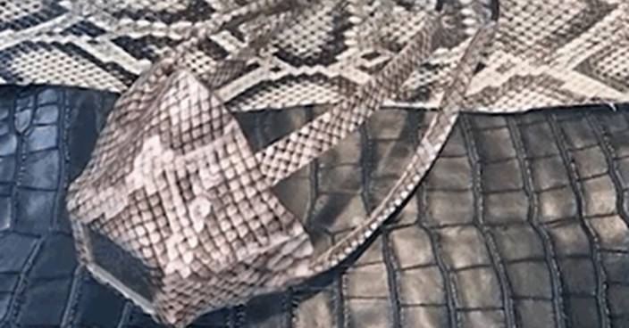 美國佛州工匠創意爆棚  用蟒蛇鬣蜥皮製造口罩