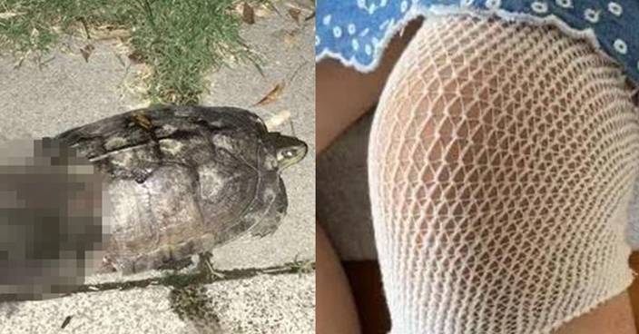 逾1公斤重烏龜從天而降 內地7歲女被砸傷腿