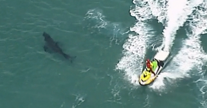 澳洲滑浪客遭大白鯊咬死 本年至少三宗