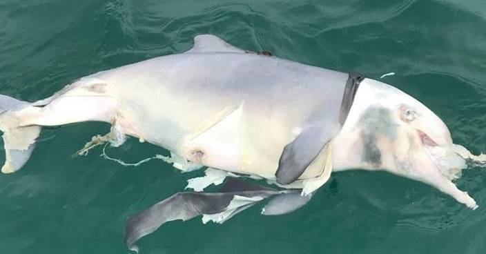 中華白海豚南丫島水域擱淺 屍體已嚴重腐爛