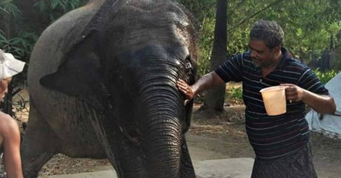母象被炸死印度男心痛 捐2.5萬米土地供大象容身