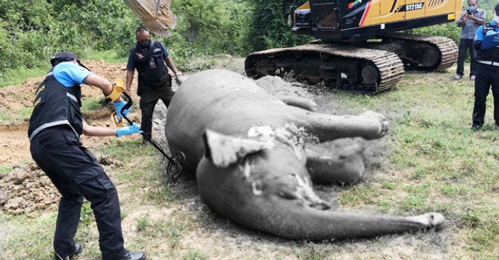 泰國兇殘獵人槍殺2幼象 當中一隻受傷忍痛一個月終遇溺亡