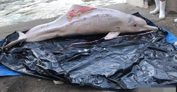 中華白海豚擱淺大嶼山西面 本年內第27宗