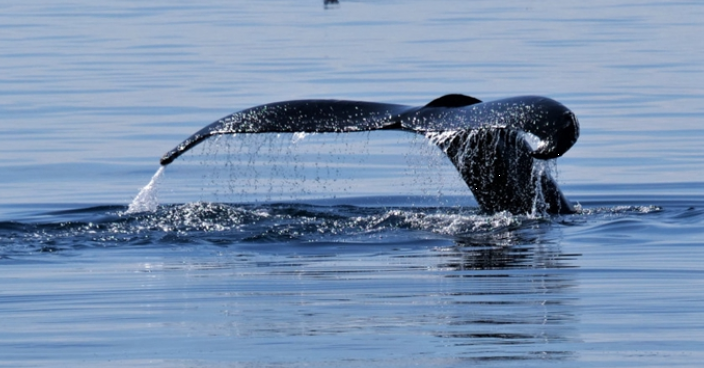 澳洲西部海域不足一周 兩度有鯨魚襲擊人事件