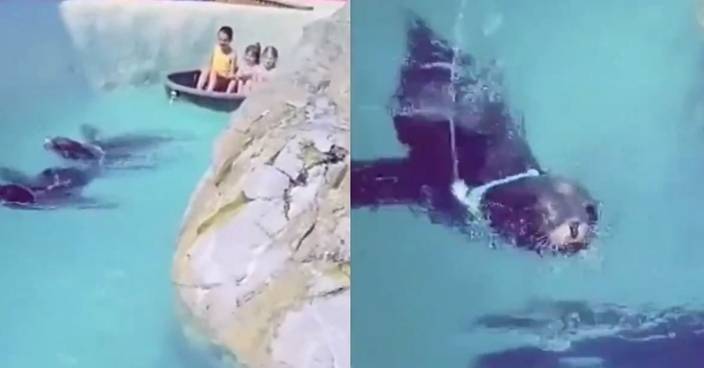 海豹被套繩圈幫遊客拉船  比利時動物公園被轟虐待竟稱「牠自願」