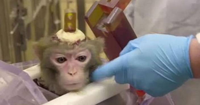 猴頭鑽洞植入電極棒研失智症 比利時大學兇殘實驗捱批