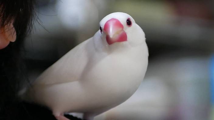 白文鳥開心玩水水花四濺網民誤會沸水烹煮超驚嚇 白文鳥開心玩水水花四濺網民誤會沸水烹煮超驚嚇