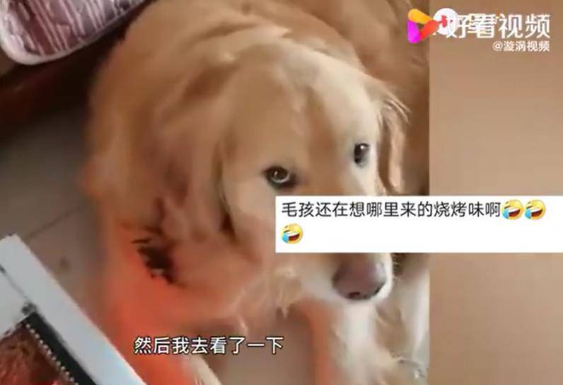 金毛尋回犬靠電暖爐取暖毛被燒焦仍呆呆不知