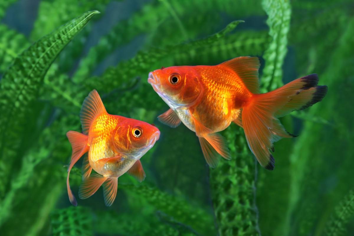 遊園會撈 小金魚 養40幾年變 大魚 網友估 是錦鯉吧