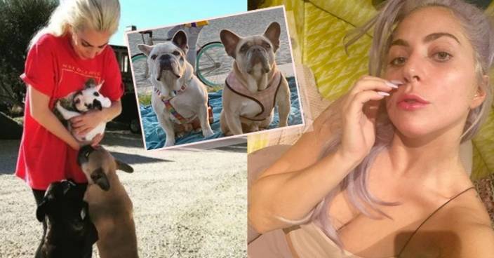 Lady Gaga尋獲愛犬守諾言發懸紅  父親指要為受槍傷寵物保母討公道