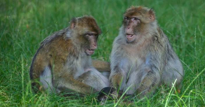德國動物園25隻猴子集體逃脫  1日後被抓回