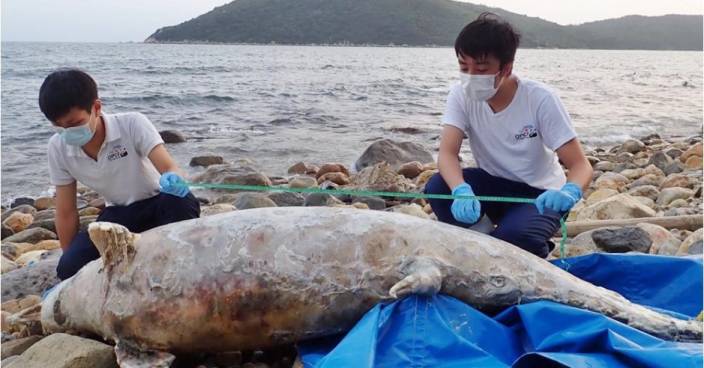 再有中華白海豚擱淺 為本年度第17宗