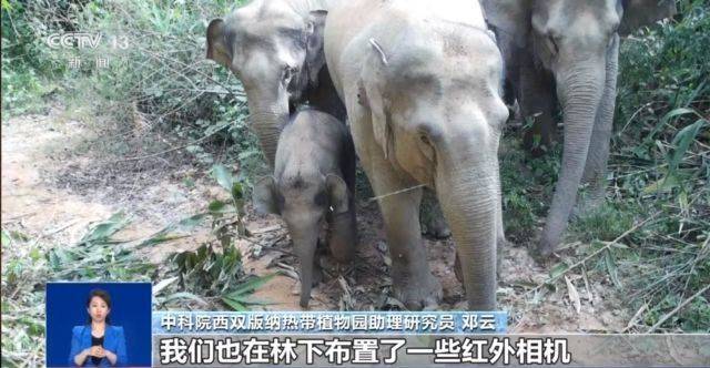 兩群野生亞洲象北上、南下 這背後究竟有什麼原因？