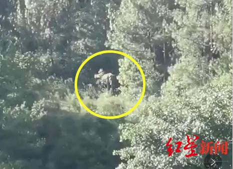 看到大象了！地處晉寧區兩村之間，當地正組織圍堵