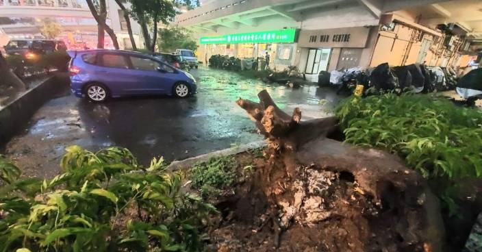暴雨期間荃灣塌樹砸毀私家車 無人傷