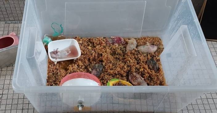 油麻地有膠箱內藏9倉鼠屍 警列動物屍體發現