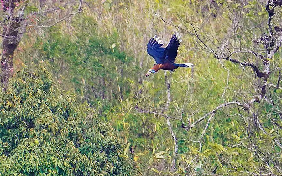 大熊貓被降級，珍禽異獸頻頻現身 ，啥情況？