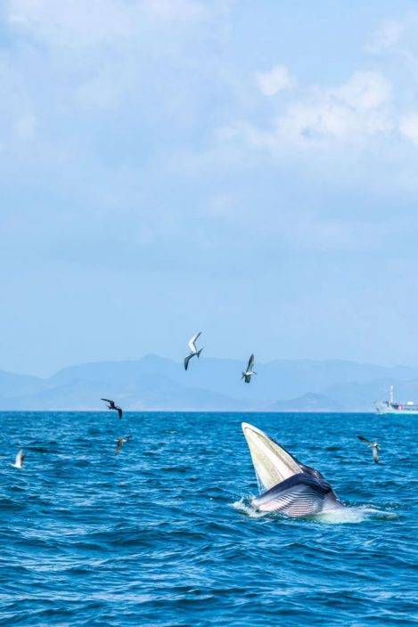 大熊貓被降級，珍禽異獸頻頻現身 ，啥情況？