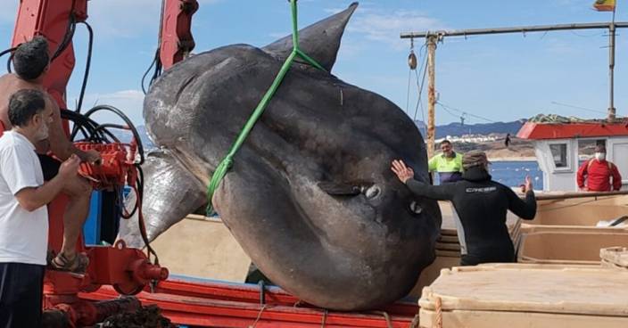 罕見翻車魚北非海域現身 重達2噸需兩台起重機吊起