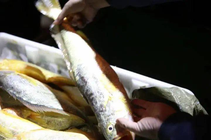 4000多斤野生大黃魚，賣了957萬！